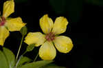 Fringed loosestrife